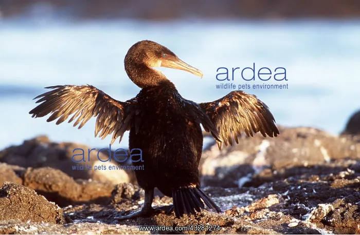  : FLIGHTLESS CORMORANT - with wings out spread