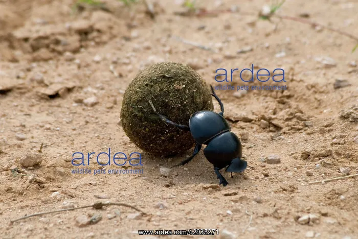 : Flightless Dung Beetle - rolling ball of dung to : Flightless Dung Beetle - rolling ball of dung to
