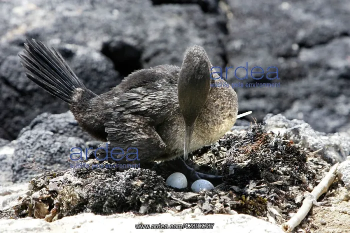 : Flightless / Galapagos Cormorant - at nest with eggs : Flightless / Galapagos Cormorant - at nest with eggs