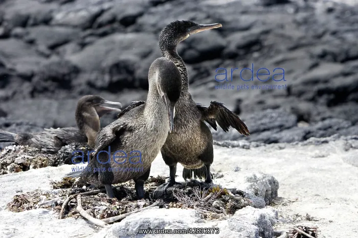 : Flightless / Galapagos Cormorant - pair at nest : Flightless / Galapagos Cormorant - pair at nest