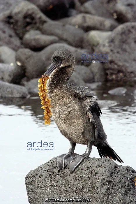 : Flightless / Galapagos Cormorant - with seaweed in beak : Flightless / Galapagos Cormorant - with seaweed in beak