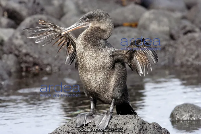 : Flightless / Galapagos Cormorant - stretching wings : Flightless / Galapagos Cormorant - stretching wings