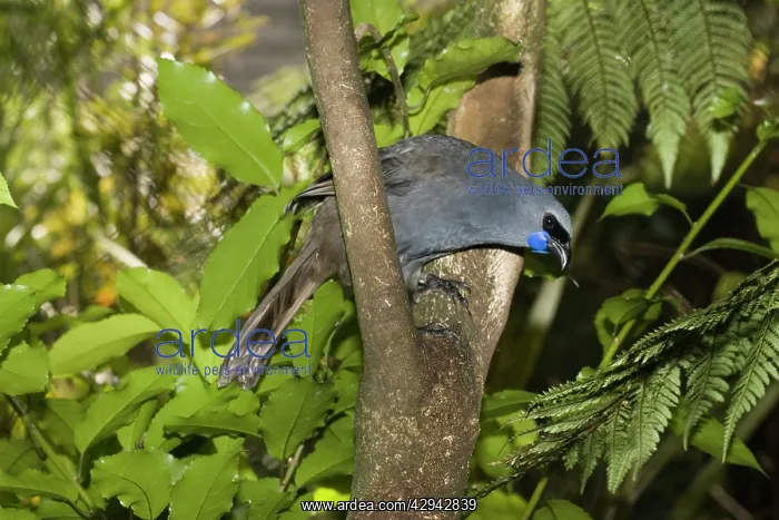 : Flightless North Island Kokako : Flightless North Island Kokako