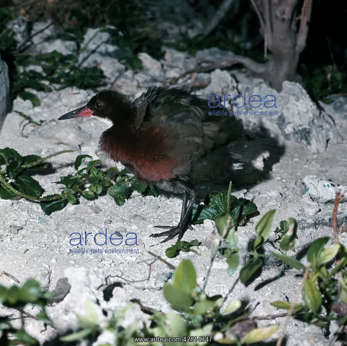 : Flightless RAIL : Flightless RAIL