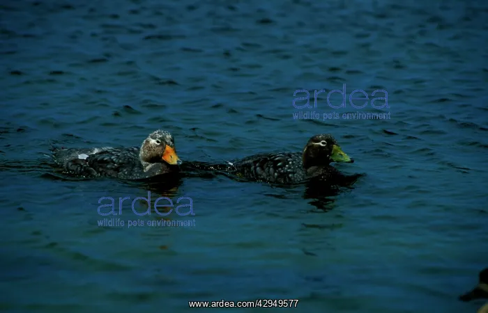 : Flightless steamer ducks. Uses the wings as paddles : Flightless steamer ducks. Uses the wings as paddles