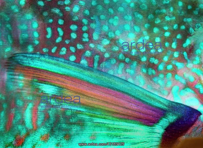 : Flipper of Globehead Parrotfish (Scarus globiceps) : Flipper of Globehead Parrotfish (Scarus globiceps)