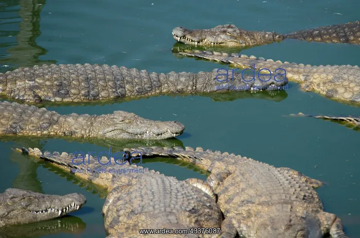 : Float of Nile Crocodiles - Agatha Crocodile Ranch : Float of Nile Crocodiles - Agatha Crocodile Ranch