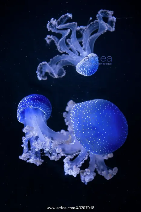 : Floating bell (Phyllorhiza punctata) jellyfish : Floating bell (Phyllorhiza punctata) jellyfish