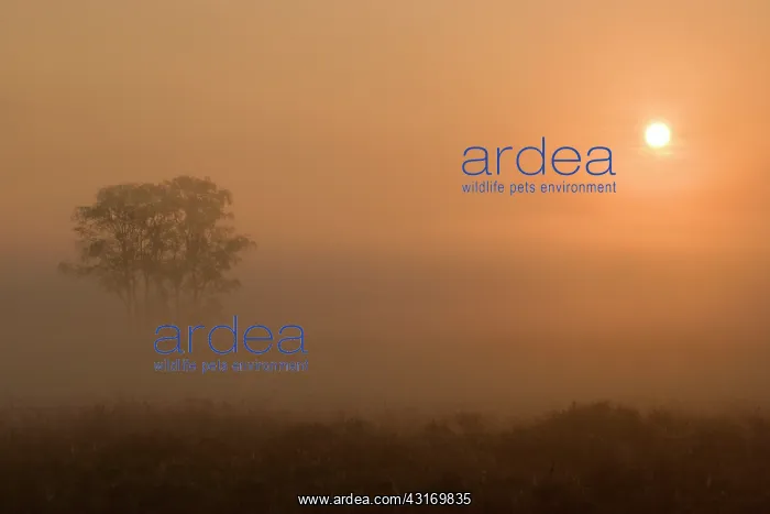 : Floating birch in the fog, Strabrechtse Heide : Floating birch in the fog, Strabrechtse Heide