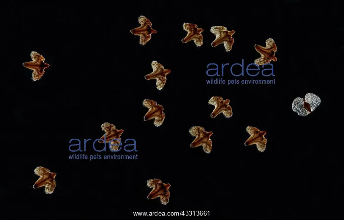 : Floating bracts (and one seed) from the seeds of : Floating bracts (and one seed) from the seeds of