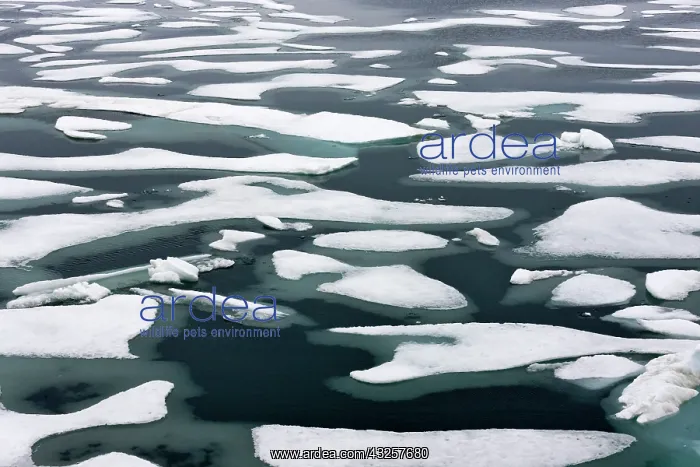 : Floating ice in Chukchi Sea, Russian Far East : Floating ice in Chukchi Sea, Russian Far East
