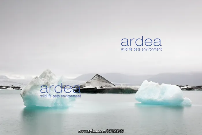 : Floating ice in glacial lagoon J?kulscrl n : Floating ice in glacial lagoon J?kulscrl n