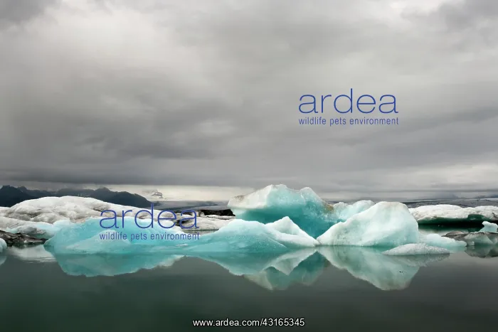 : Floating Ice in J?kulsar n Glacier Lake : Floating Ice in J?kulsar n Glacier Lake