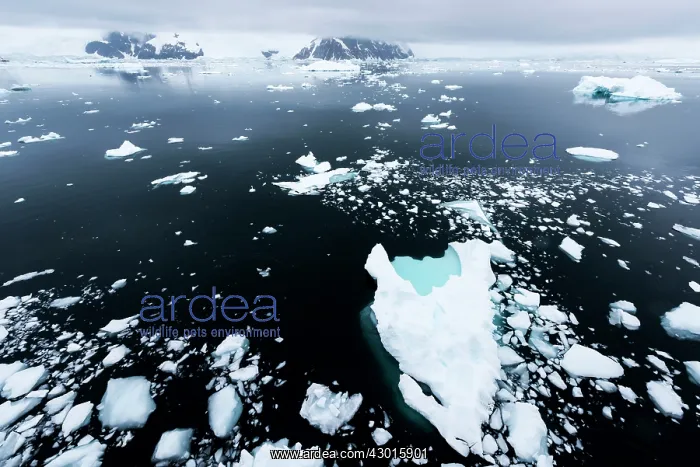 : Floating Ice with mountains in the background : Floating Ice with mountains in the background