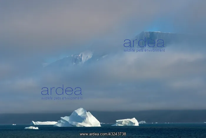 : Floating iceberg in the ocean, Greenland : Floating iceberg in the ocean, Greenland