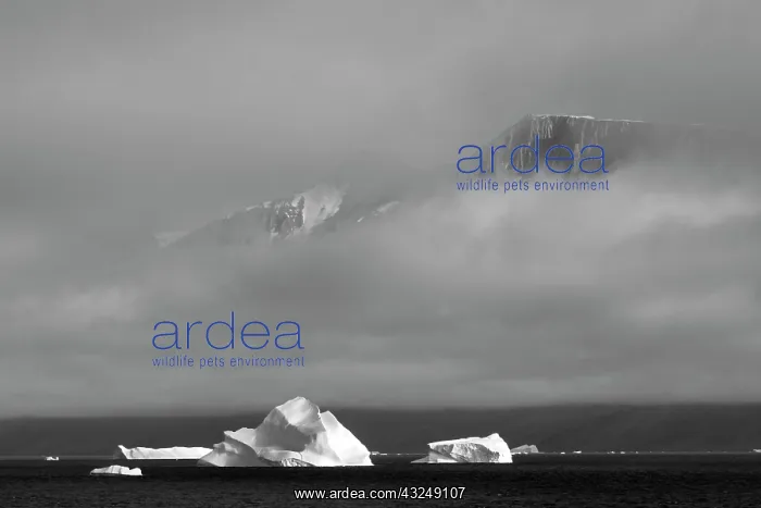 : Floating iceberg in the ocean, Greenland : Floating iceberg in the ocean, Greenland