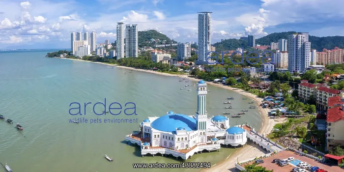 : The Floating Mosque Aerial Panorama on Penang Is : The Floating Mosque Aerial Panorama on Penang Is
