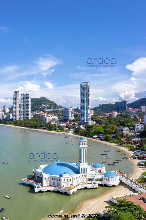 : The Floating Mosque Aerial View on Penang Island : The Floating Mosque Aerial View on Penang Island