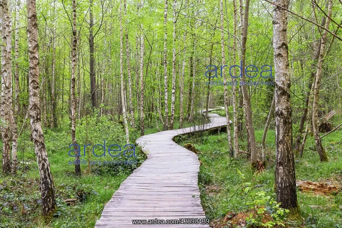 : Floating path, a footbridge leads past young birch : Floating path, a footbridge leads past young birch