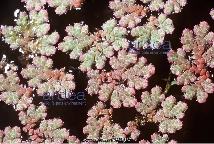: FLOATING WATER FERN : FLOATING WATER FERN