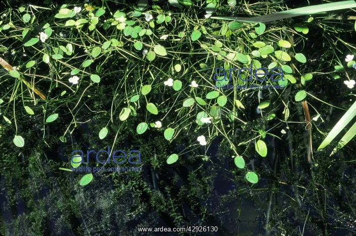  : FLOATING WATER PLAINTAIN