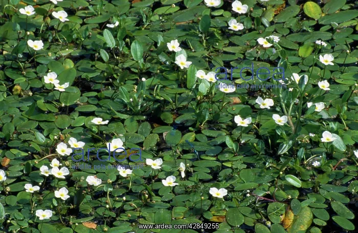 : Floating Water-PLANTAIN : Floating Water-PLANTAIN