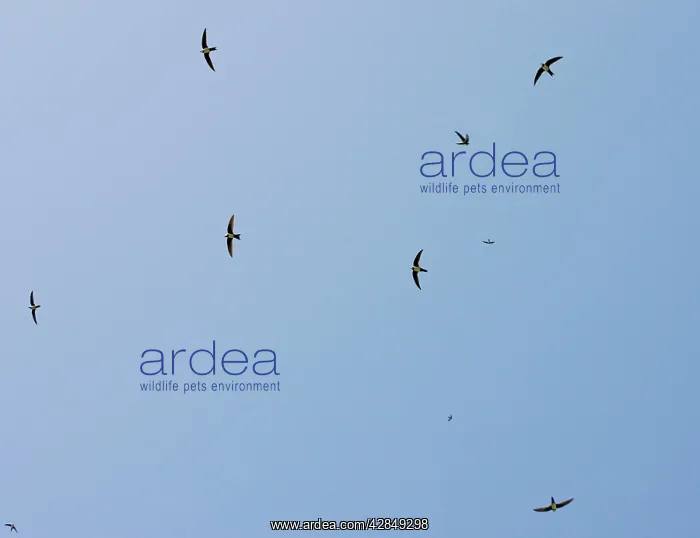 : Flock of Alpine Swifts - in flight over the Vikos Gorge : Flock of Alpine Swifts - in flight over the Vikos Gorge
