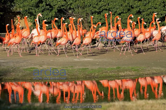 : Flock of American flamingo, displaying courtship : Flock of American flamingo, displaying courtship