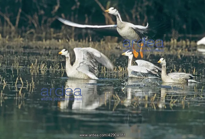 : Flock of Bar-headed Geese : Flock of Bar-headed Geese