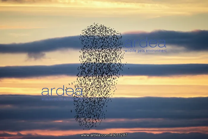 : Flock of Bar-Tailed Godwits : Flock of Bar-Tailed Godwits
