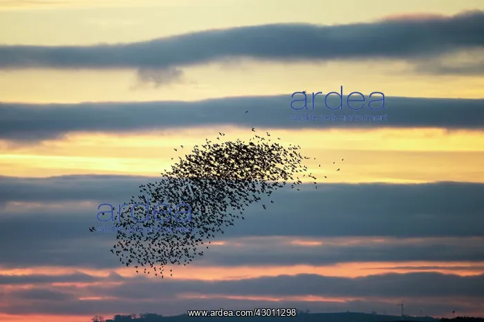 : Flock of Bar-Tailed Godwits being chased by a peregrine falc : Flock of Bar-Tailed Godwits being chased by a peregrine falc