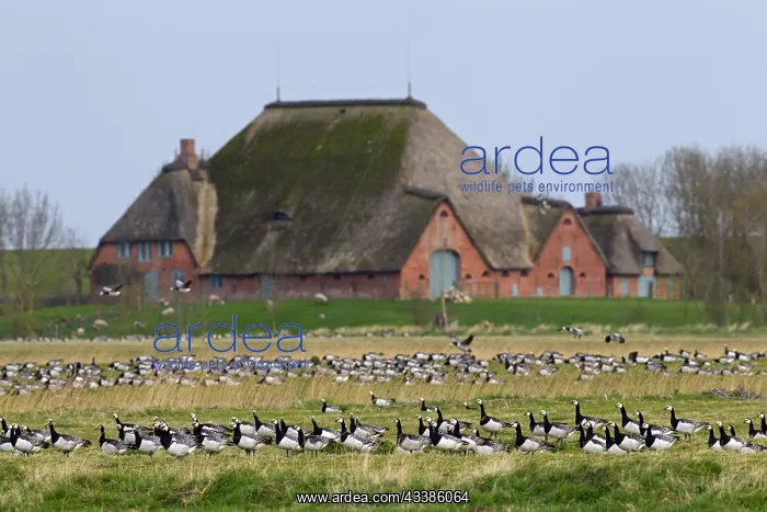 : Flock of Barnacle Geese (Branta leucopsis) forag : Flock of Barnacle Geese (Branta leucopsis) forag