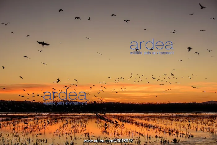 : Flock of Birds in flight at sunset