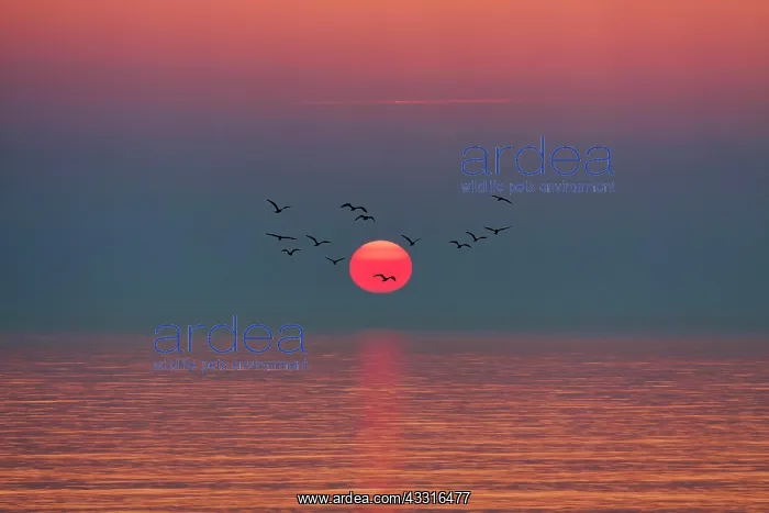 : Flock of birds flying in front of setting sun, sunset : Flock of birds flying in front of setting sun, sunset