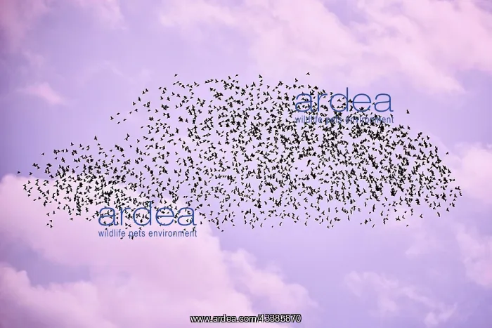  : Flock of birds in lilac autumn sky
