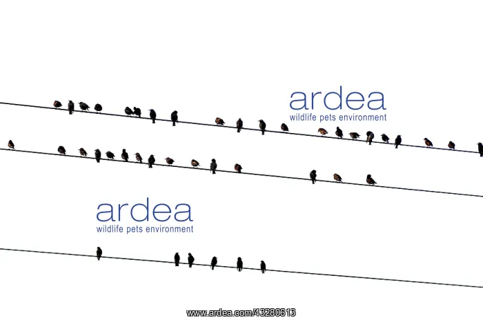 : Flock of birds (Sturnidae) on overhead line, France : Flock of birds (Sturnidae) on overhead line, France
