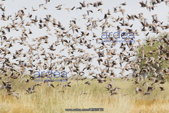: Flock Bronzewing : Flock Bronzewing