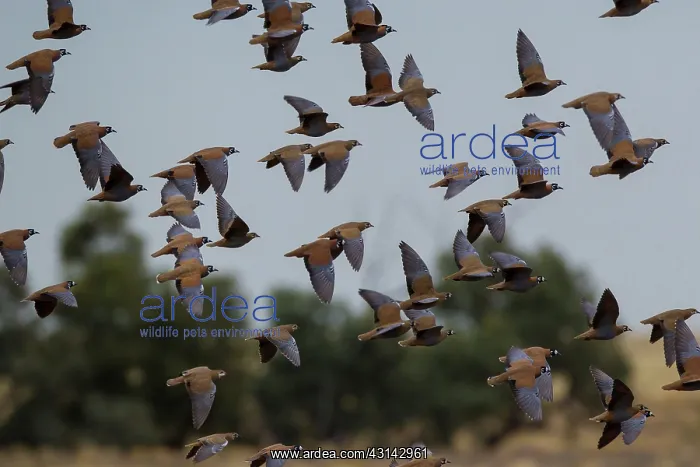 : Flock Bronzewing : Flock Bronzewing