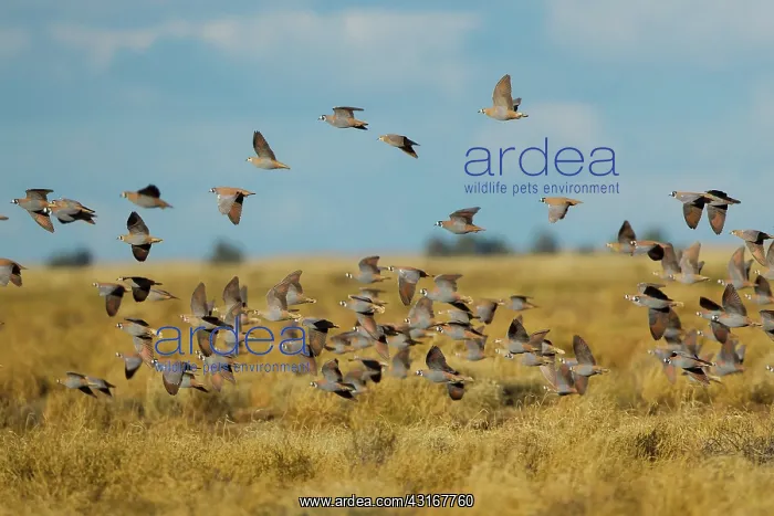 : Flock Bronzewing : Flock Bronzewing