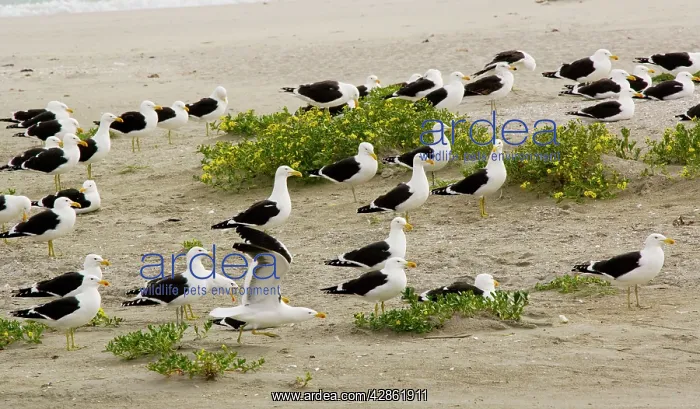 : Flock of Cape Gulls, a form of Kelp Gull on the beach : Flock of Cape Gulls, a form of Kelp Gull on the beach