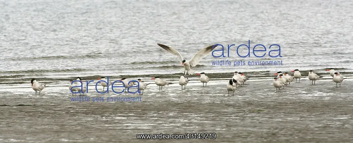 : Flock of Caspian Terns : Flock of Caspian Terns