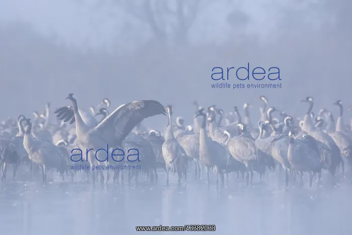 : Flock of common cranes, Eurasian crane (Grus grus) : Flock of common cranes, Eurasian crane (Grus grus)