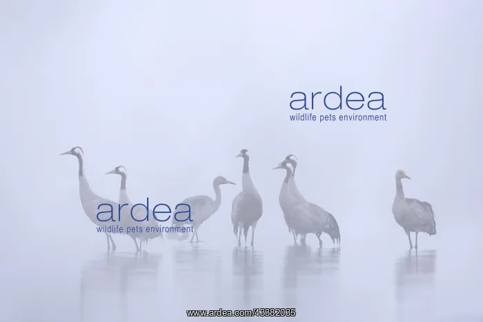 : Flock of common cranes, Eurasian crane (Grus grus) : Flock of common cranes, Eurasian crane (Grus grus)