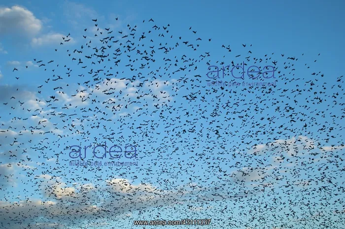 : Flock of Cowbirds (Molothrus ater) : Flock of Cowbirds (Molothrus ater)