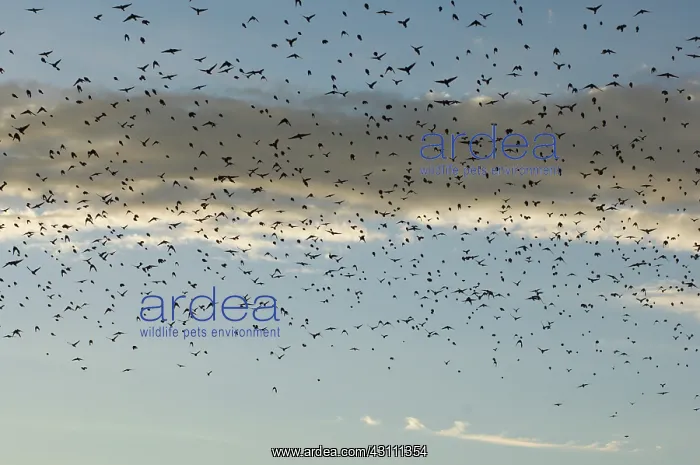 : Flock of Cowbirds (Molothrus ater) : Flock of Cowbirds (Molothrus ater)