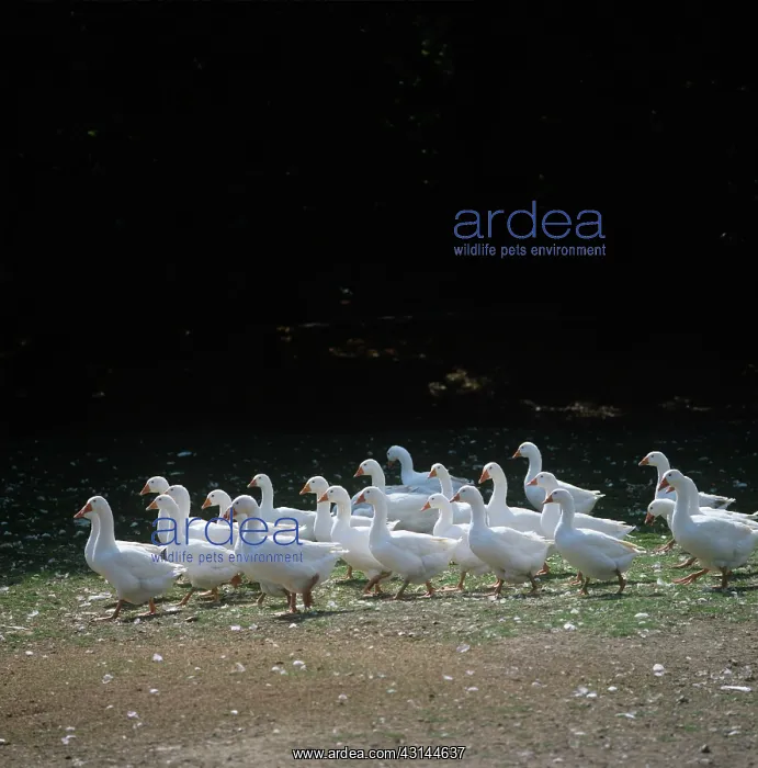  : Geese. Flock of farmed white geese, Dorset
