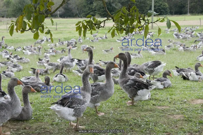 : Flock of geese for feeding in the Dordogne France : Flock of geese for feeding in the Dordogne France