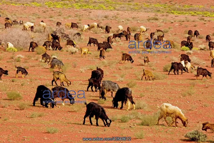 : Flock of Goats - owned by Berbers, in the desert : Flock of Goats - owned by Berbers, in the desert