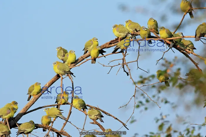 : Flock of Green Pigeons : Flock of Green Pigeons