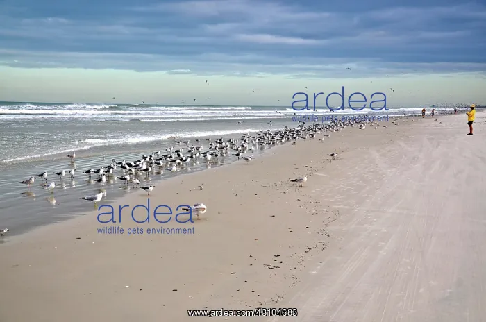 : Flock of Gulls : Flock of Gulls